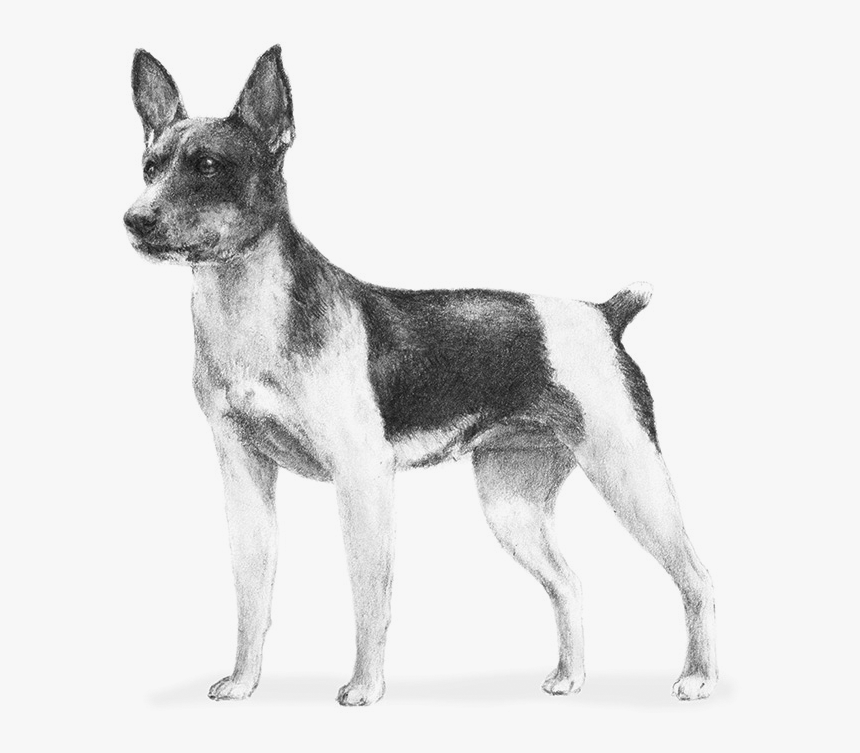 Akc Rat Terrier, HD Png Download, Free Download