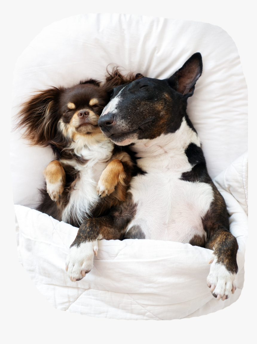 Companion Dog, HD Png Download, Free Download