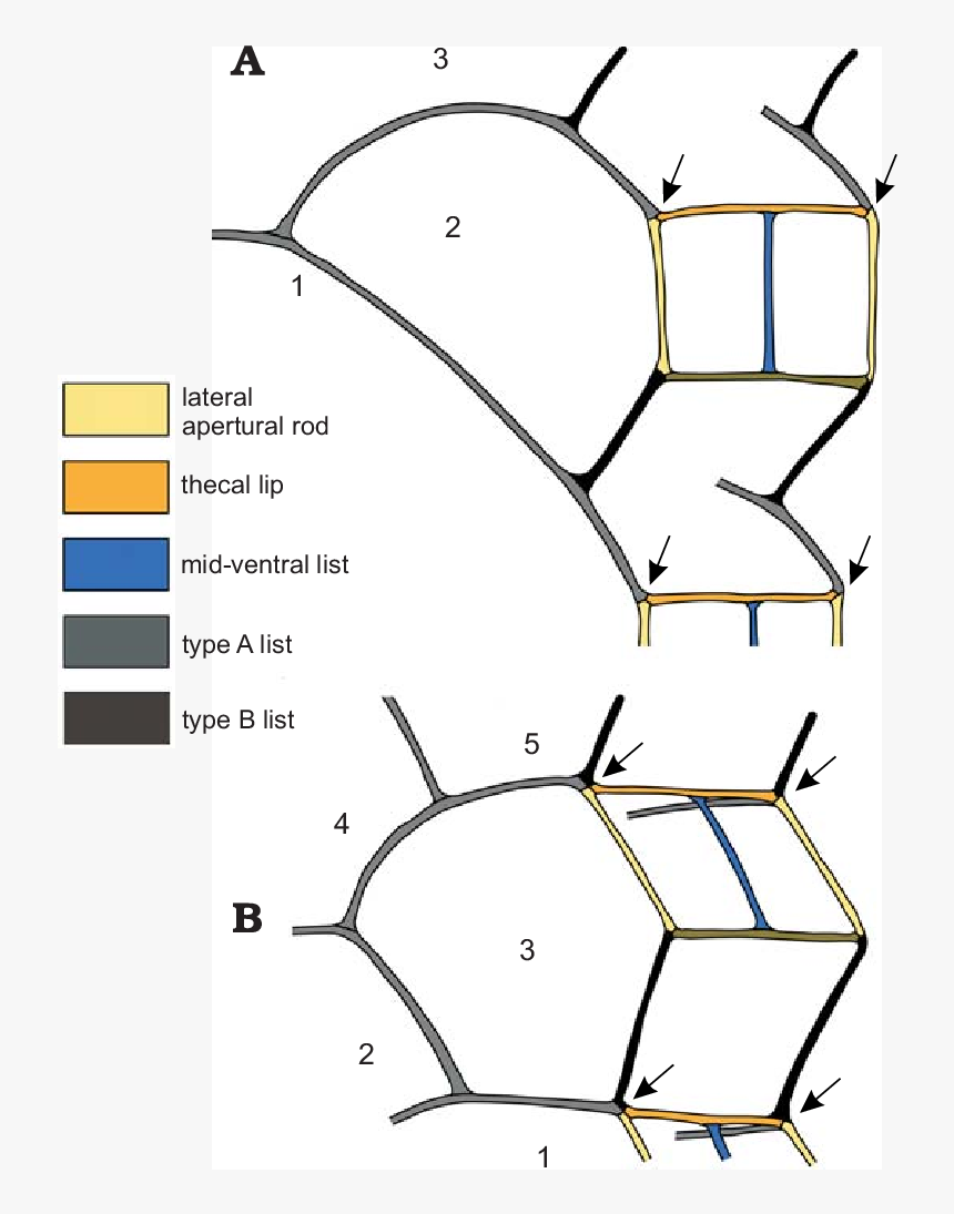 Diagram, HD Png Download, Free Download