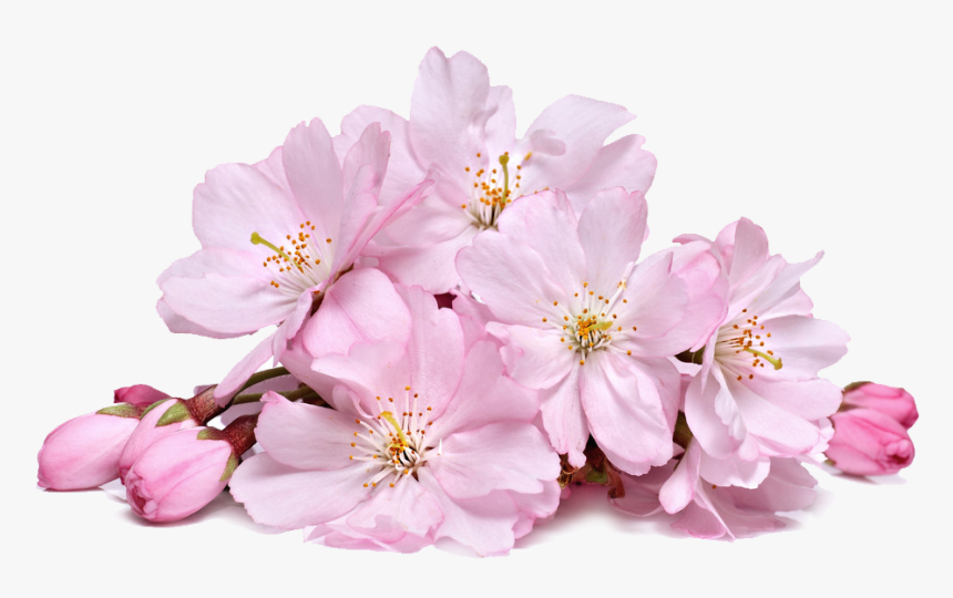 Cherry Blossom Transparent Png - Cherry Blossom Sakura Png, Png Download, Free Download