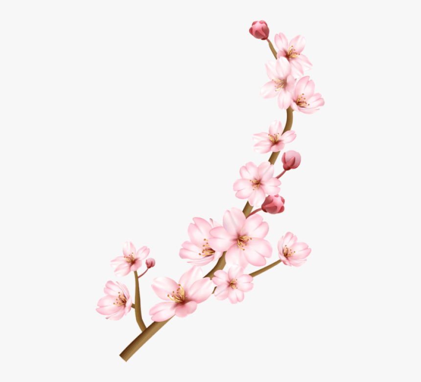 Blossom - Cherry Blossoms Transparent Background, HD Png Download, Free Download