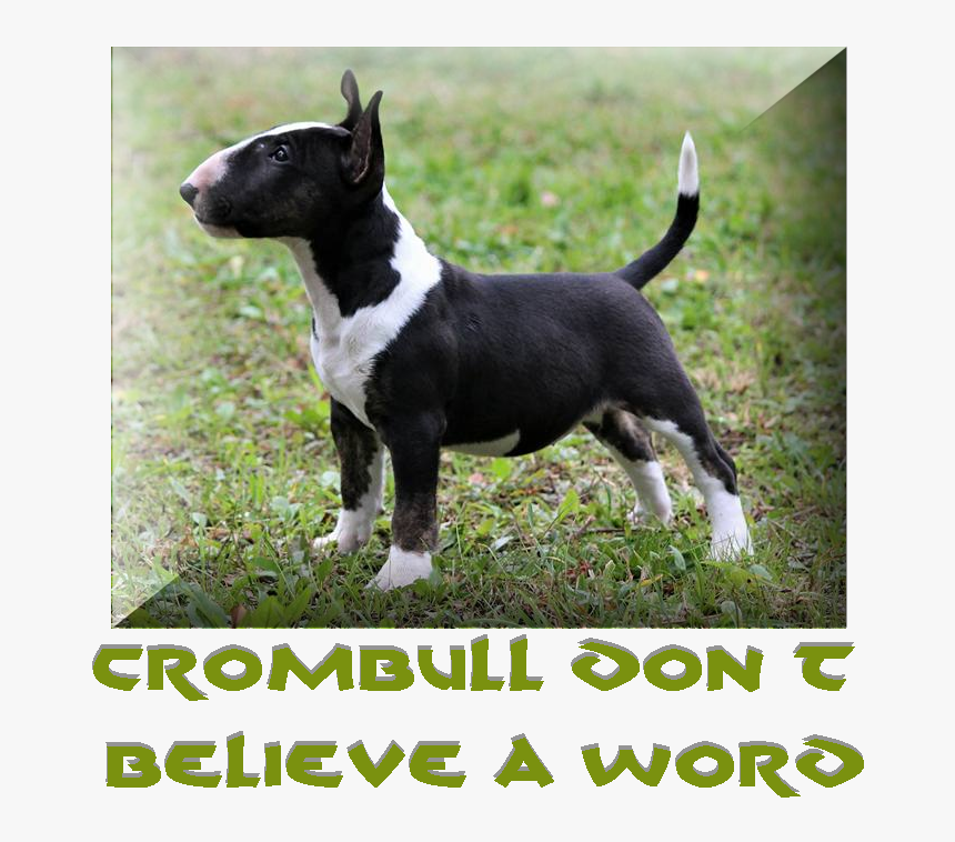 Bull Terrier - Bull Terrier (miniature), HD Png Download, Free Download