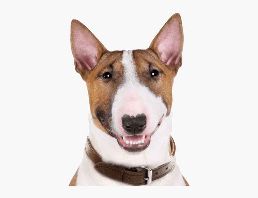 Bull Terrier Png Transparent, Png Download, Free Download