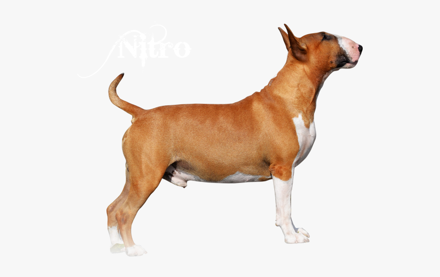 Bull Terrier (miniature), HD Png Download, Free Download