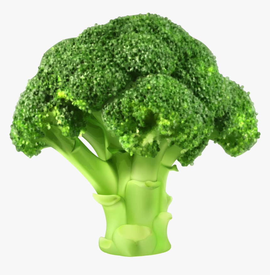 Clip Art Png Best Web - Fresh Broccoli, Transparent Png, Free Download