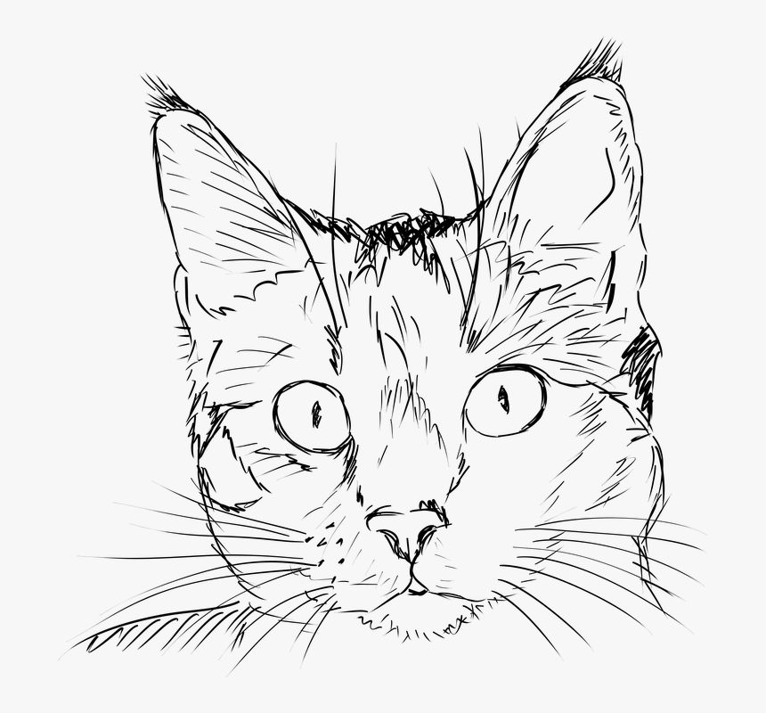 Cat, Kitten, Drawing, Black And White, Portrait, Feline Cat Face