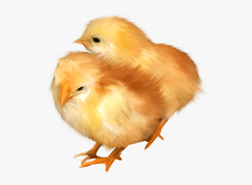 Poussins Png - Chicken, Transparent Png, Free Download