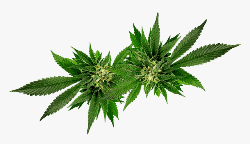 Cannabis, HD Png Download, Free Download