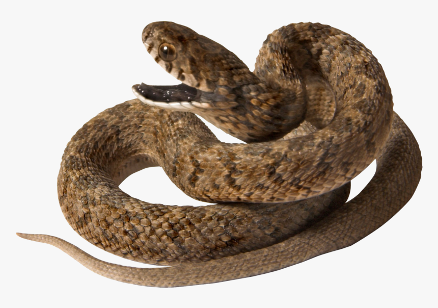 Brown Snake - Viper Snake Viper Png, Transparent Png, Free Download