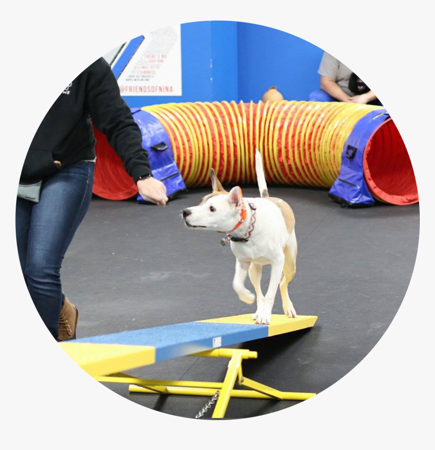 Dog Agility, HD Png Download, Free Download