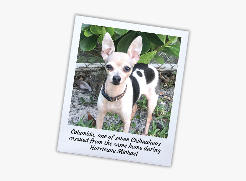 Chihuahua, HD Png Download, Free Download