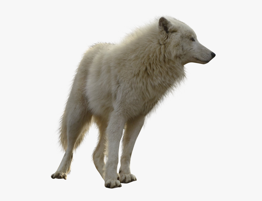 Transparent White Wolf Png - Wolf Transparent, Png Download, Free Download