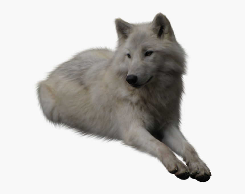 White Wolf Transparent Background, HD Png Download, Free Download