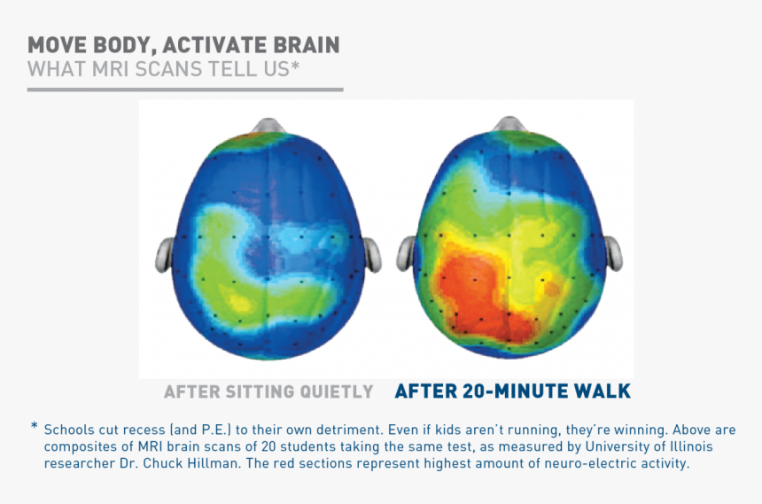 Exercise Stimulates Many Parts Of The Brain - Brain Activation After Exercise, HD Png Download, Free Download