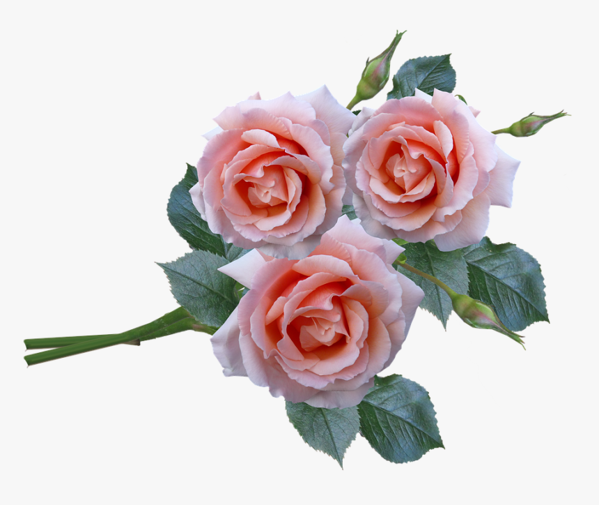 Paling Keren 30 Bunga  Mawar Rose  Galeri Bunga  HD
