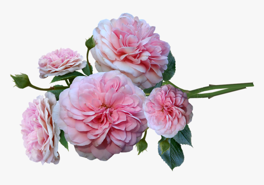 Roses, Pink, Fragrant, Bunch, Arrangement, Cut Out - Rosa × Centifolia, HD Png Download, Free Download