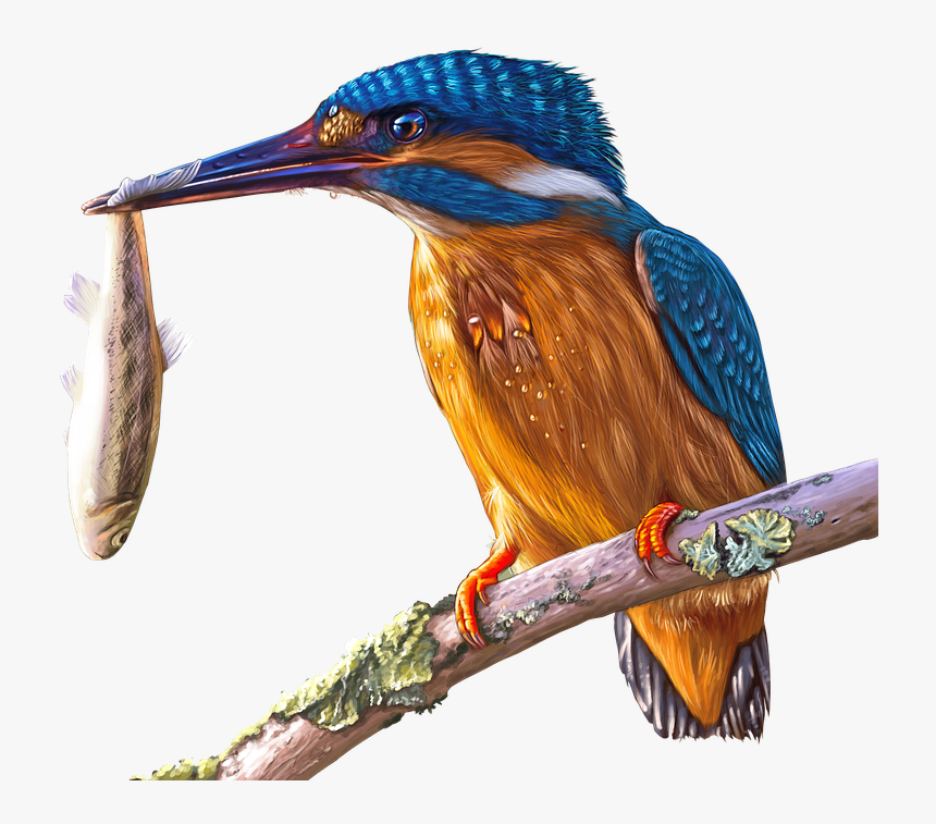 Painting, Kingfisher, Bird, Colorful, Painted, Bill - King Fisher Png, Transparent Png, Free Download