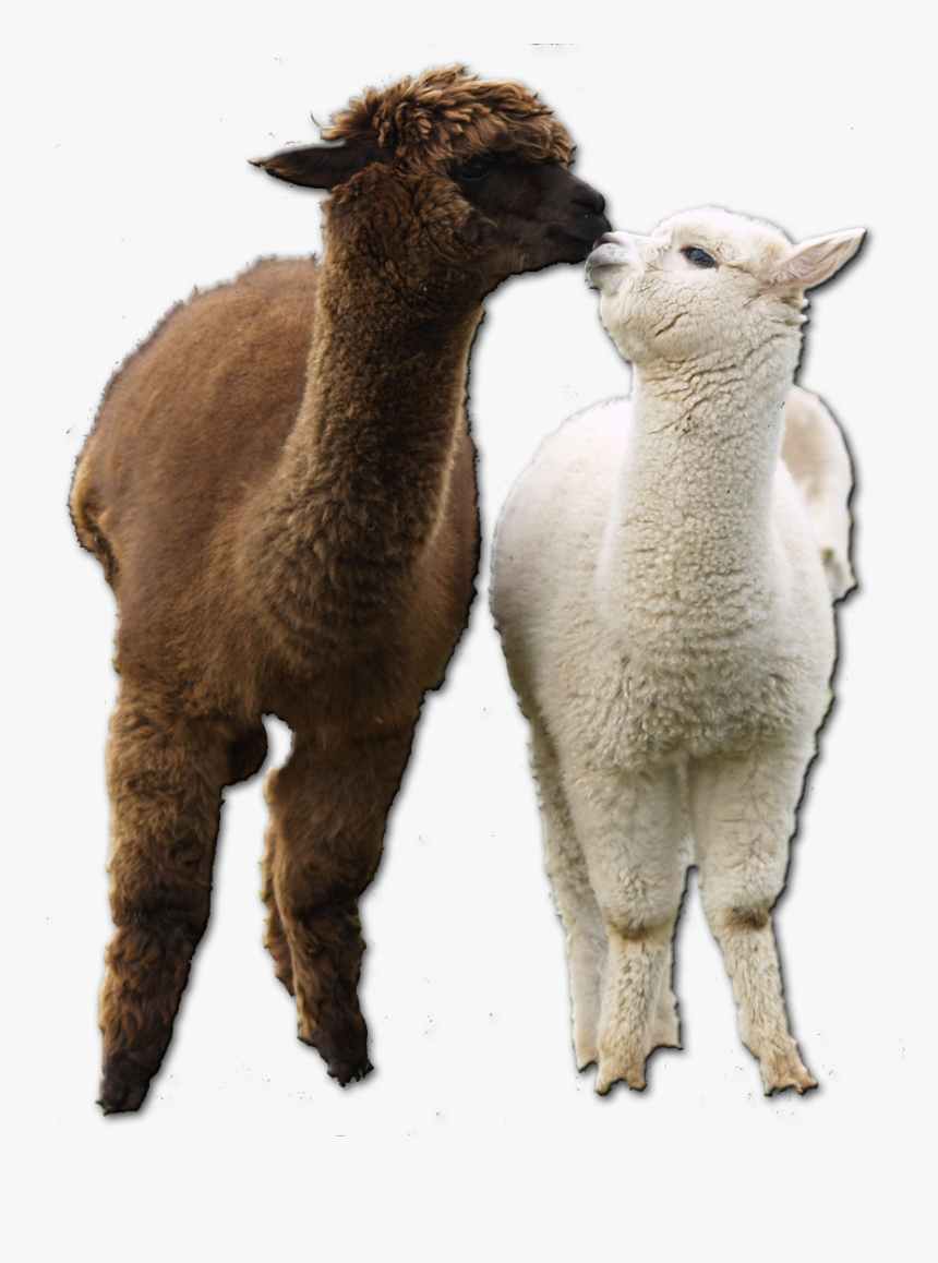 Alpacas Png, Transparent Png, Free Download