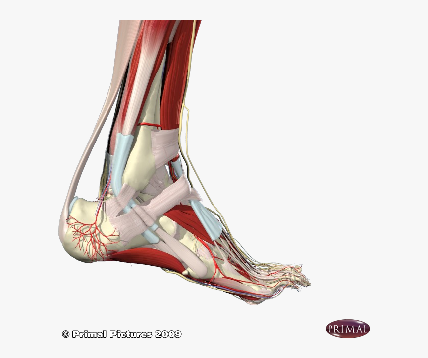 Achilles Tendon Png, Transparent Png, Free Download