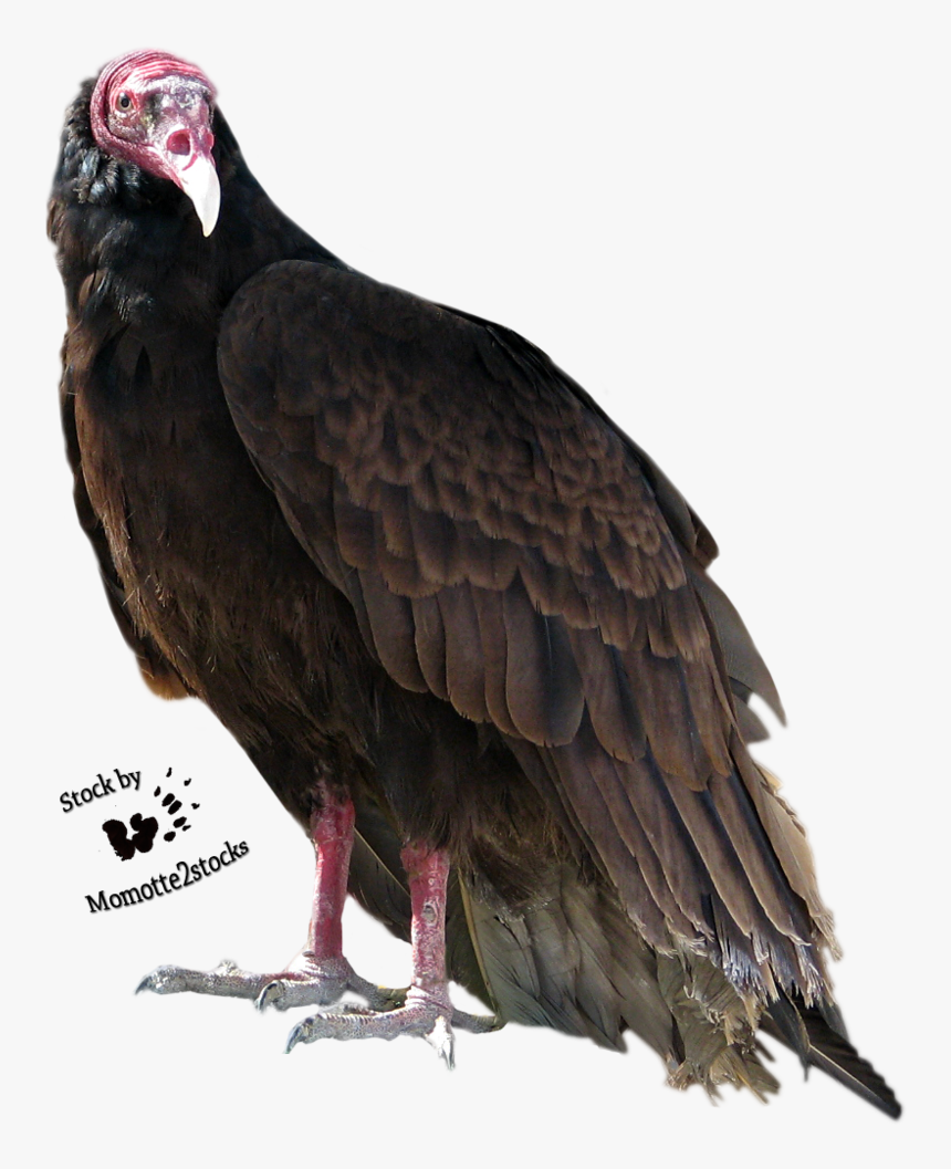 Turkey Bird Png High-quality Image, Transparent Png, Free Download