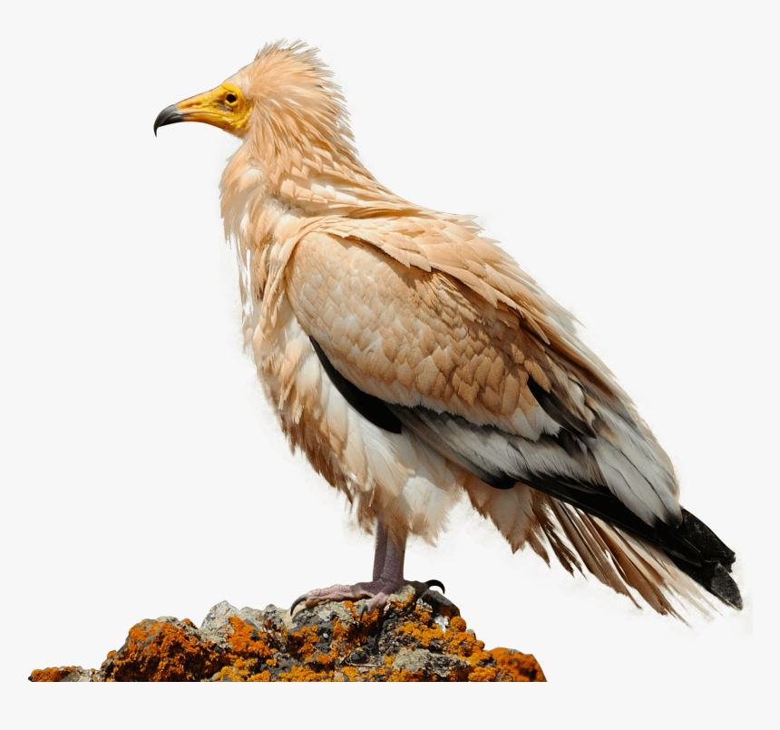 Vulture Png, Transparent Png, Free Download