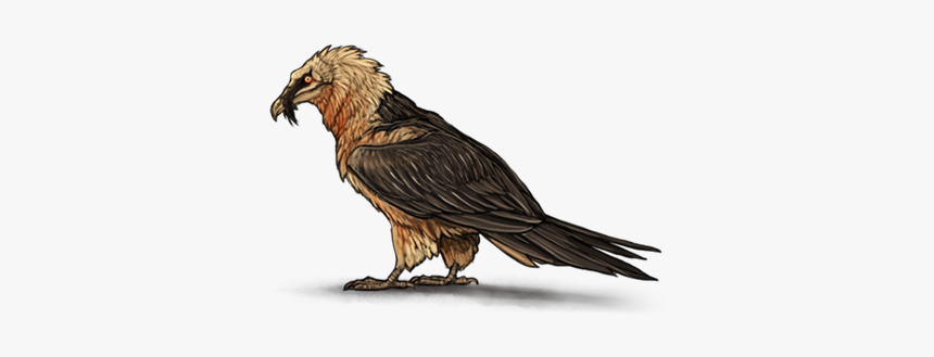 Vulture Png, Transparent Png, Free Download