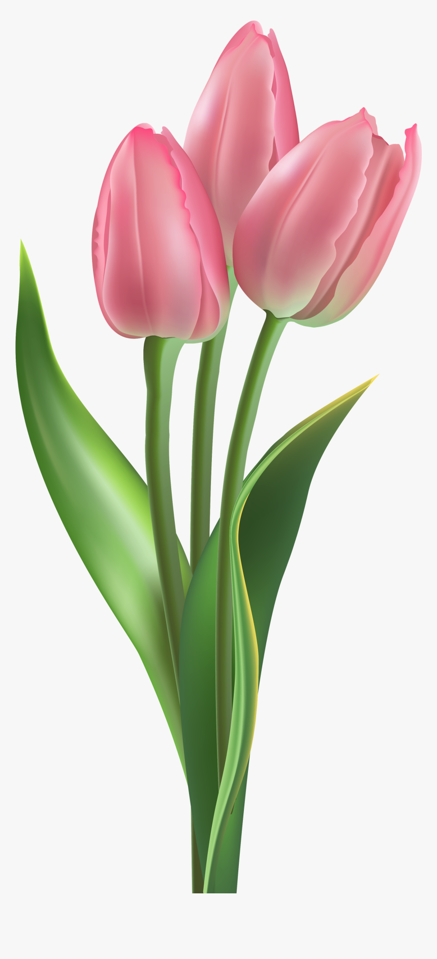 Tulip Png, Transparent Png, Free Download