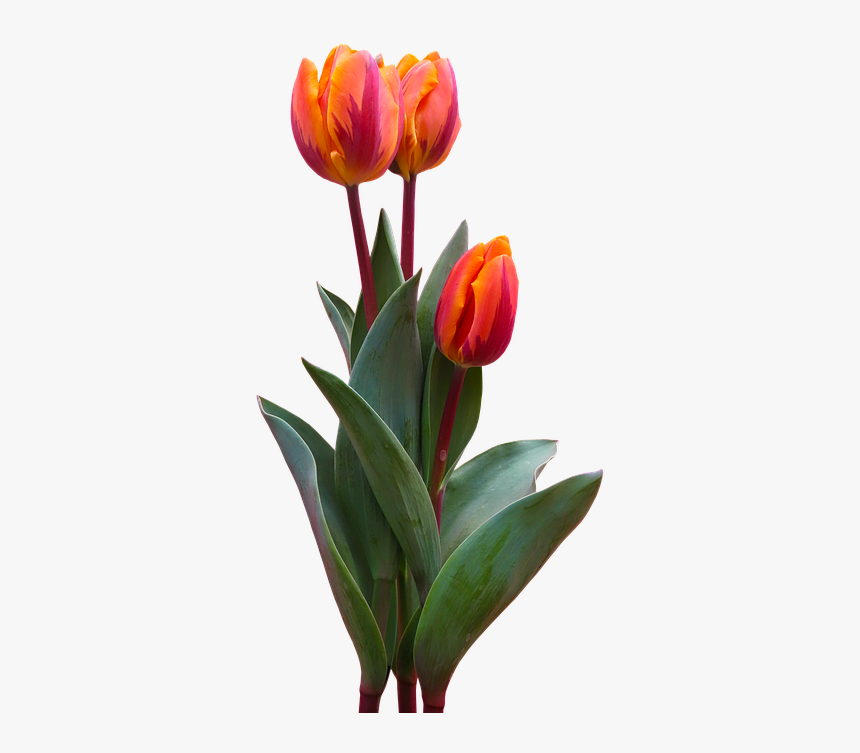 Nature, Flower, Tulip, Blossom, Bloom, Orange, Bloom, HD Png Download, Free Download