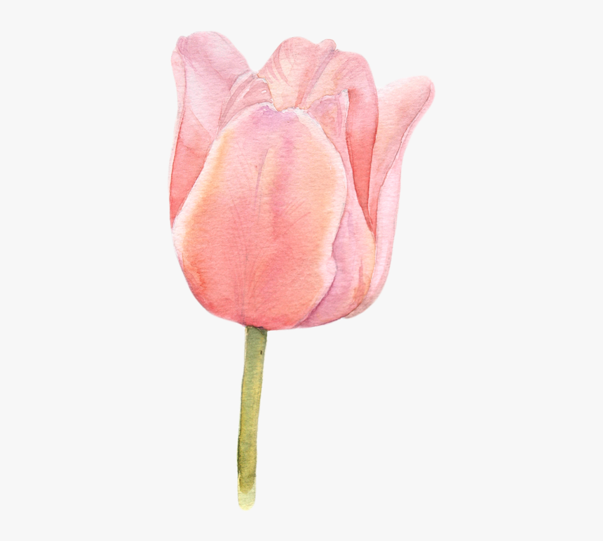 watercolor tulips botanical illustration hd png download kindpng watercolor tulips botanical