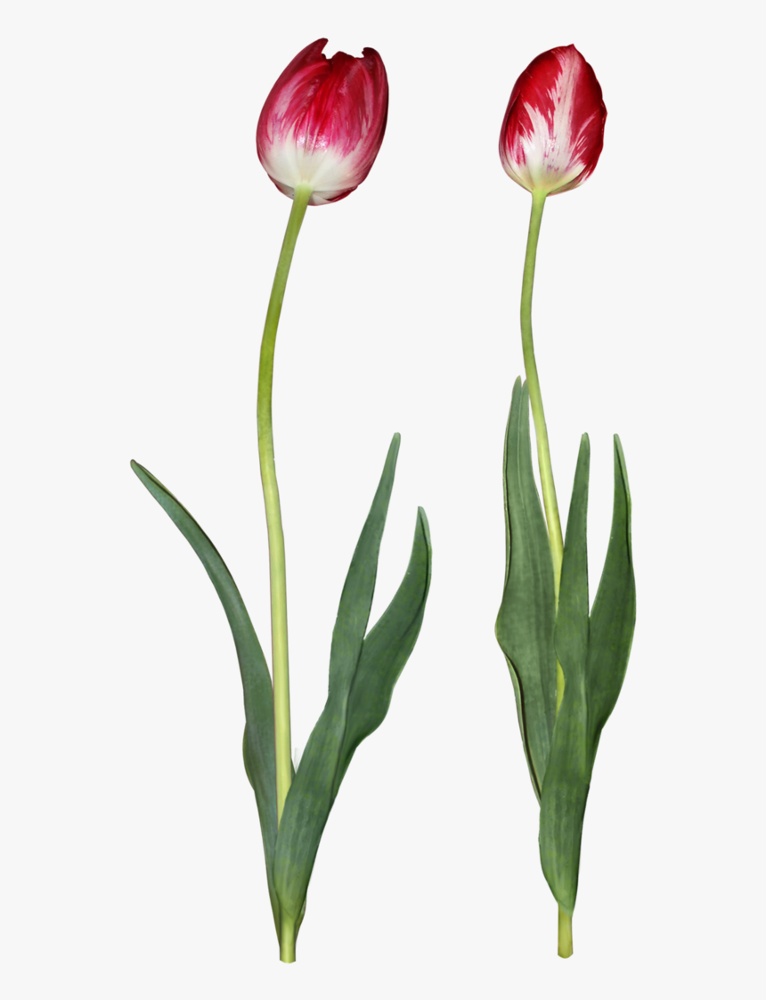 Tulip Png Download Image, Transparent Png, Free Download