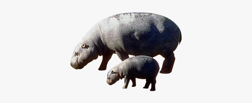 Pygmy Hippopotamus The Hippopotamus, HD Png Download, Free Download