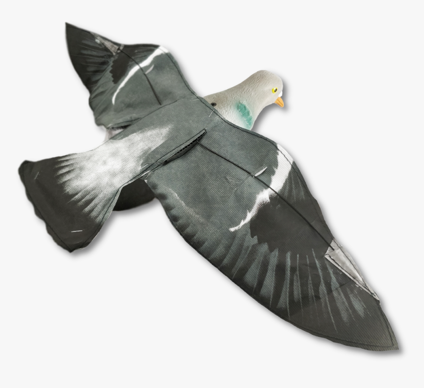 Rock Dove , Png Download, Transparent Png, Free Download