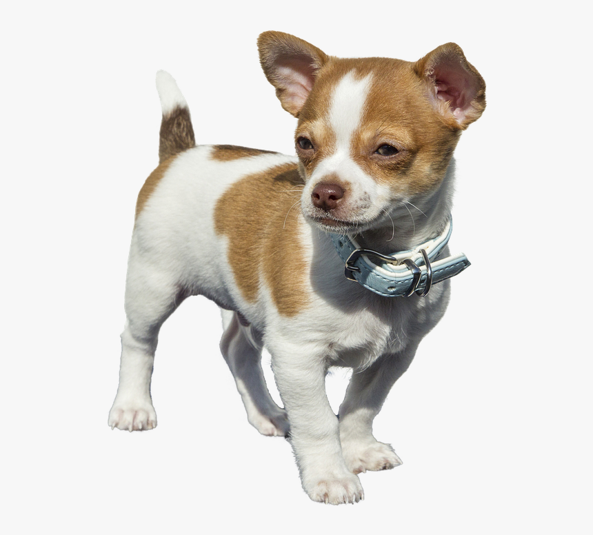 Chihuahua Png, Transparent Png, Free Download