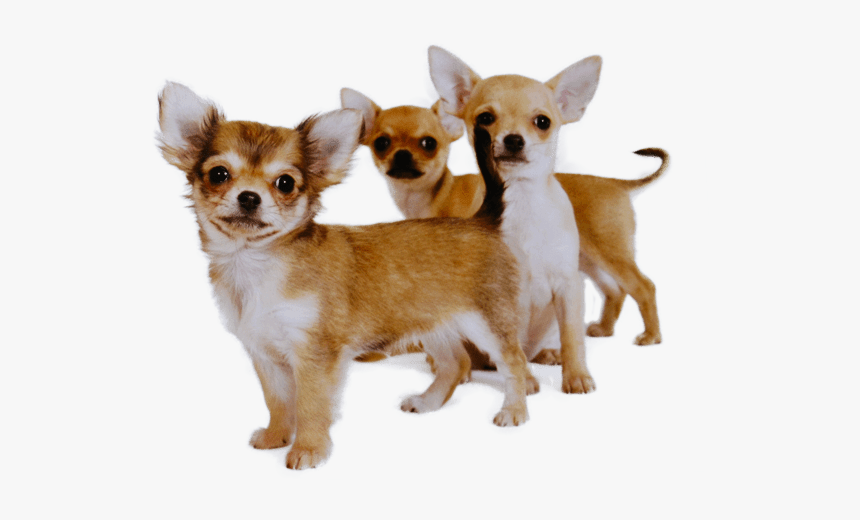 Buying Chihuahua Puppies, HD Png Download, Free Download