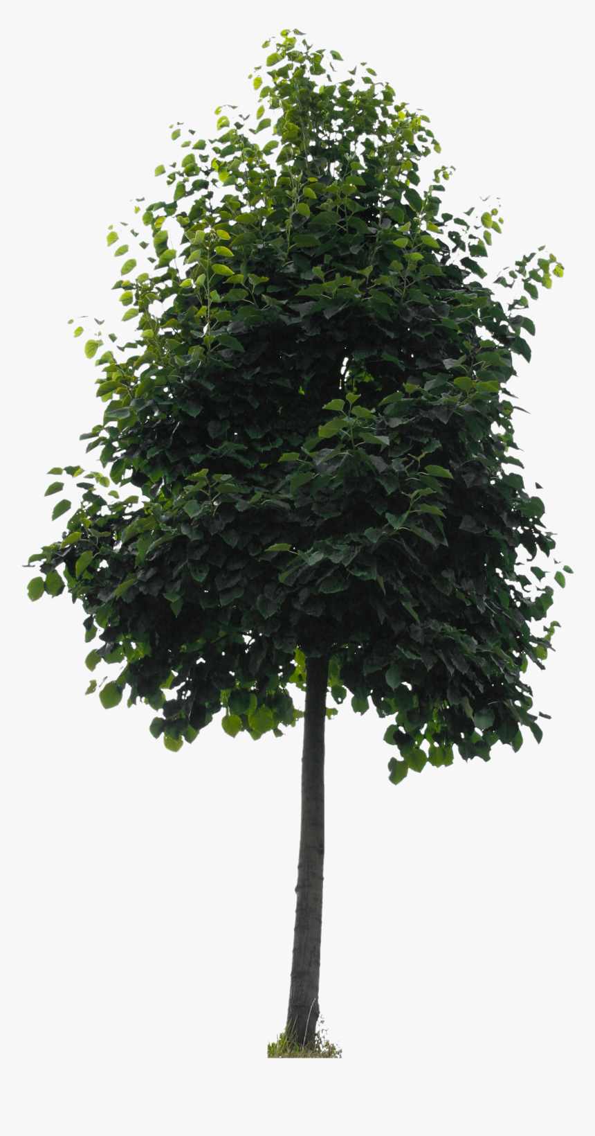 Small Tree Png, Transparent Png, Free Download