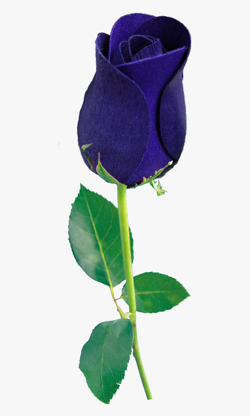 Blue Rose Png, Transparent Png, Free Download