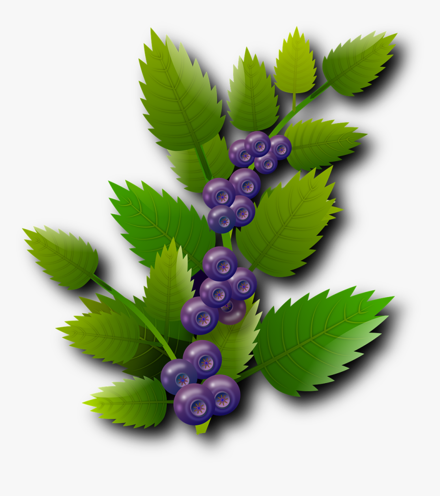 Blueberries Png, Transparent Png, Free Download