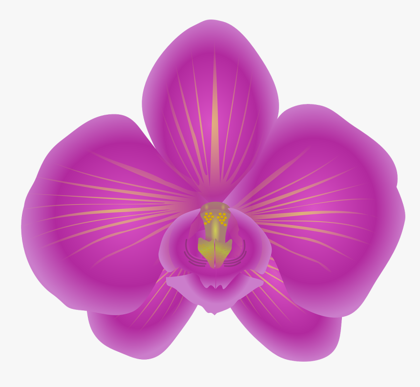 Orchid Png, Transparent Png, Free Download