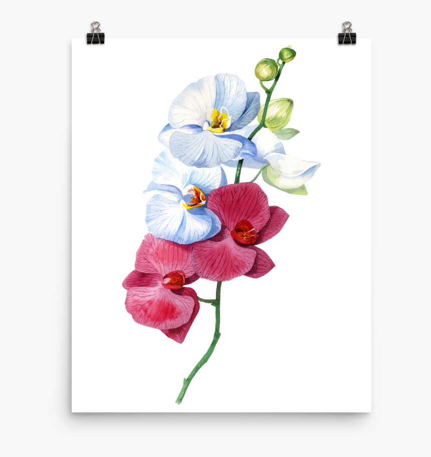 Transparent Orchid Png, Png Download, Free Download