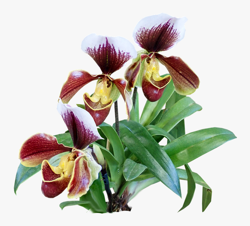 Flowers, Orchids, Slipper Orchid, Exotic, Tropical, HD Png Download, Free Download