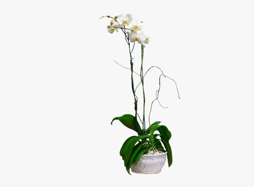 Orchid Png, Transparent Png, Free Download