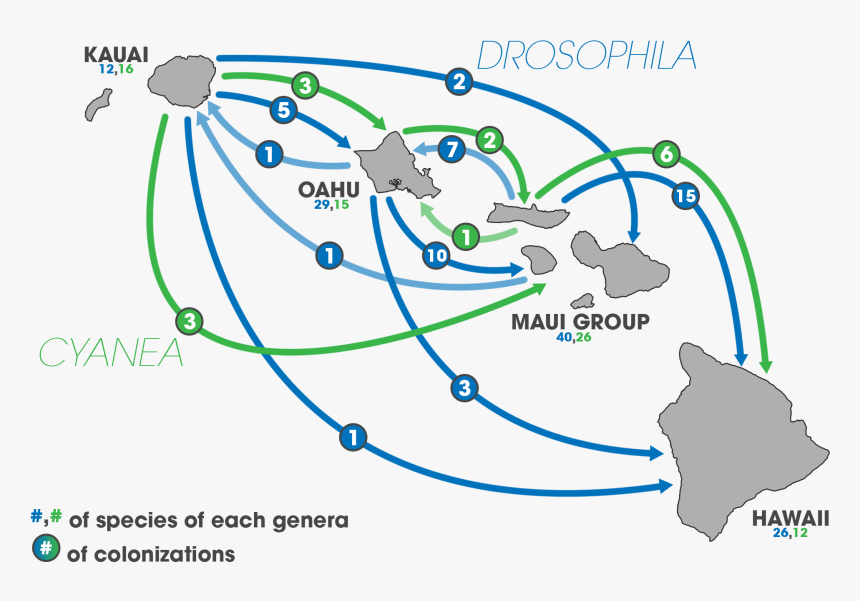 Hawaii Speciation, HD Png Download, Free Download