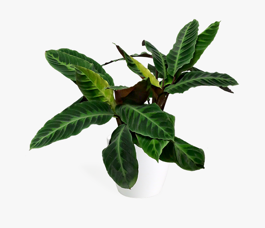 Jungle Leaves Png -calathea Jungle Velvet Large, Transparent Png, Free Download