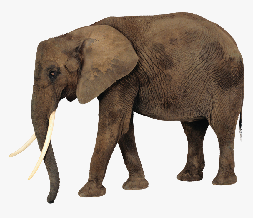 Elephant Png, Transparent Png, Free Download