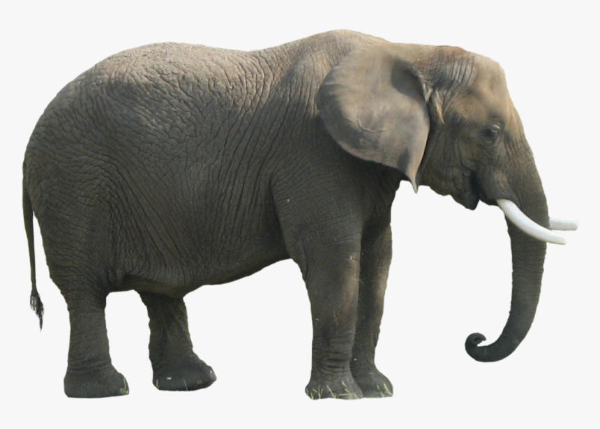 Republican Elephant Png, Transparent Png, Free Download