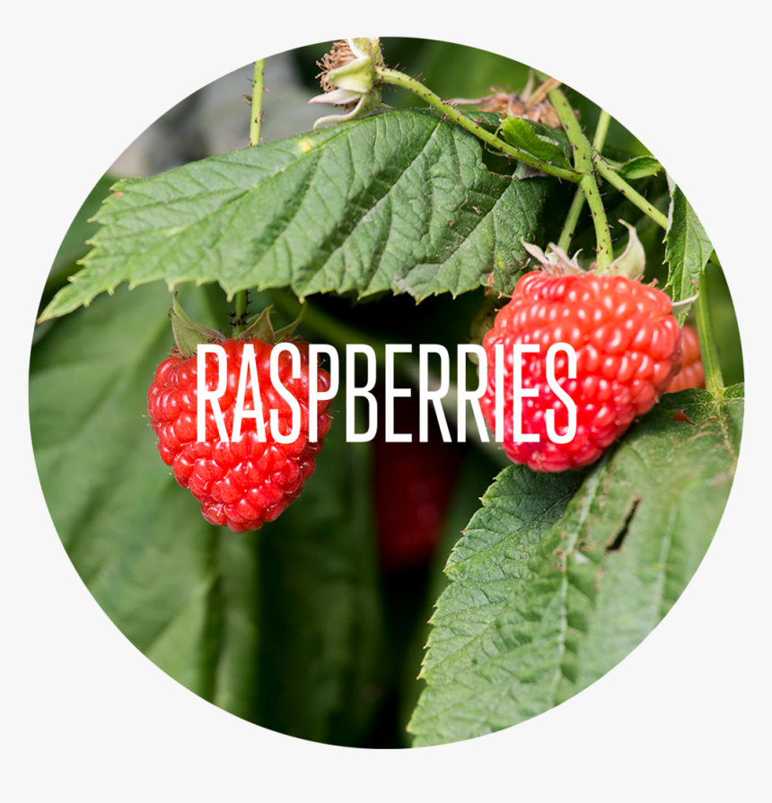 West Indian Raspberry, HD Png Download, Free Download