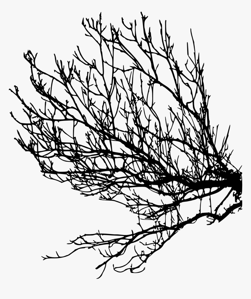 Free Tree Branch Silhouette Png, Transparent Png, Free Download