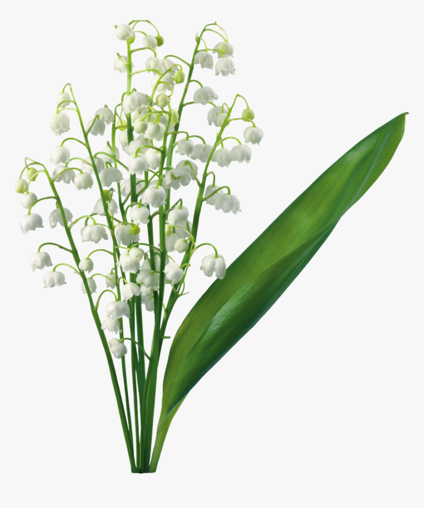 Transparent Lily Of The Valley Magnolia, Lily Of The, HD Png Download, Free Download