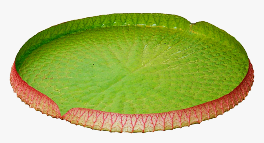 Lily Pad Png, Transparent Png, Free Download