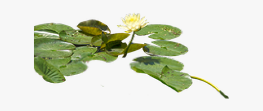 Water Lily Png Transparent Images, Png Download, Free Download